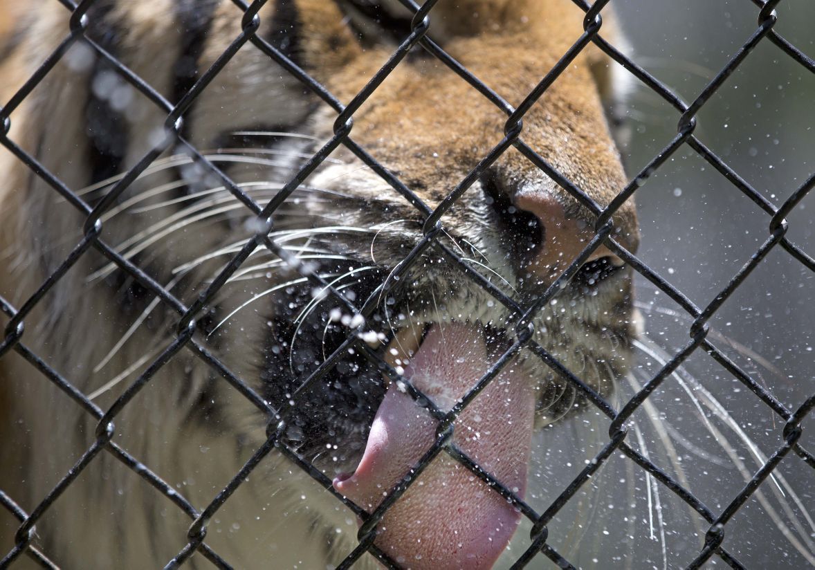 Greensboro Science Center introduces Inside Track: Zoo Trek program (large)